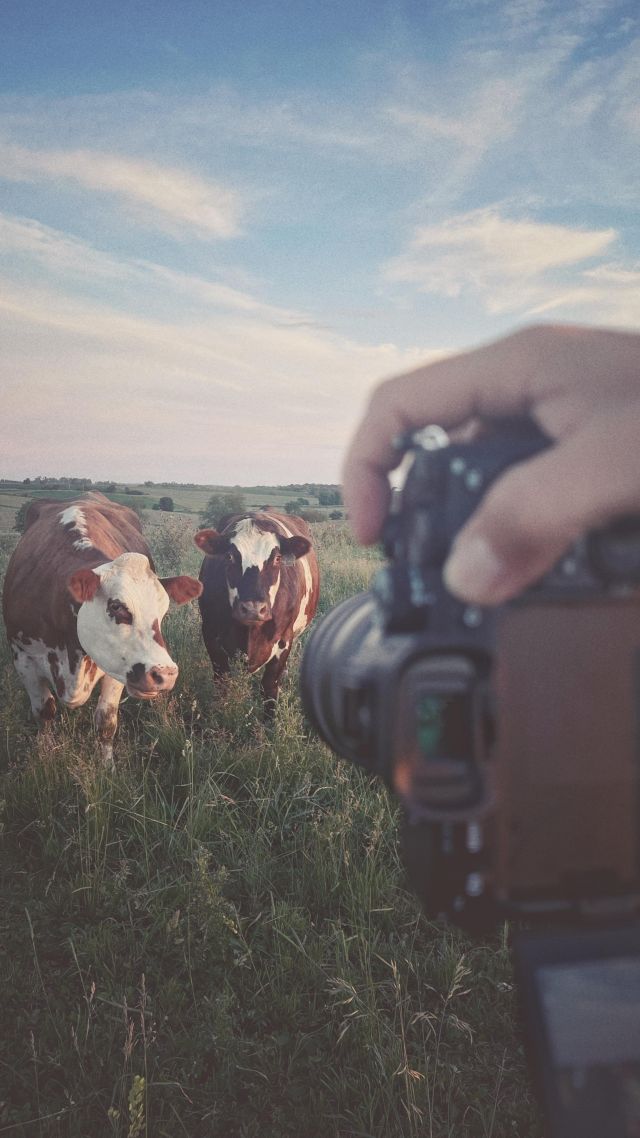 We are out shooting #organic #fairy #farms today! Check out the 30 second version 🔥🔥🔥 #farming #video #videoproduction #cows #cow #iowa